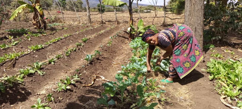 Farming against prostitution